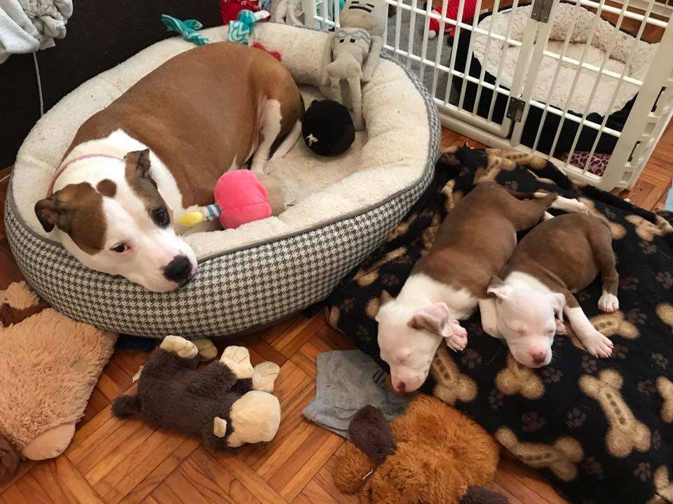 Rescue dog with foster puppies