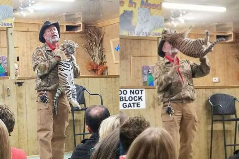 Tim Stark roughly handling tiger cub