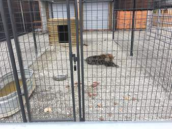 Hyena in gravel cage