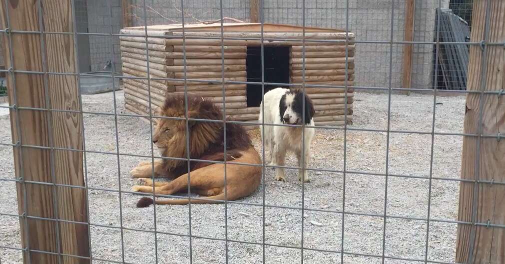 Lion and dog in enclosure