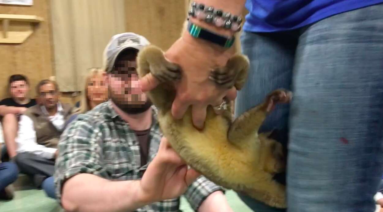 Staff member roughly holding slow loris