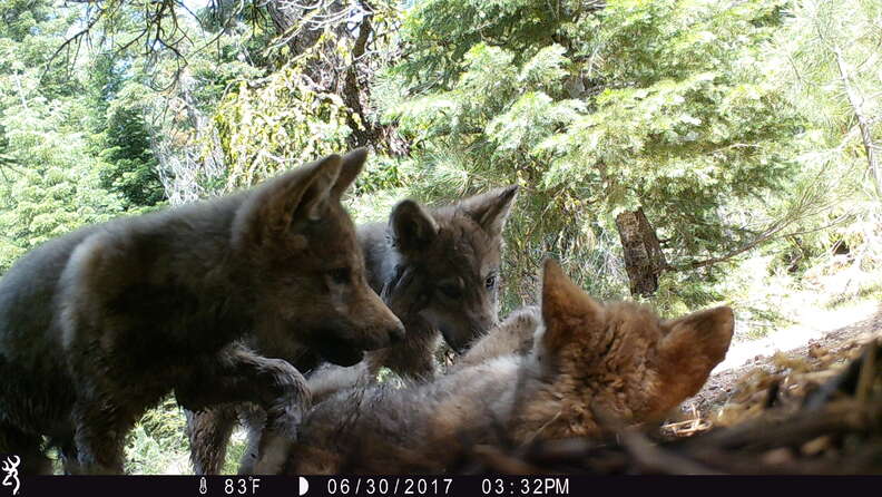Gray wolf pups in California
