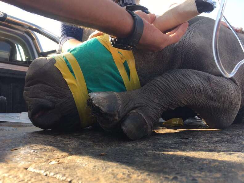 infant rhino during rescue