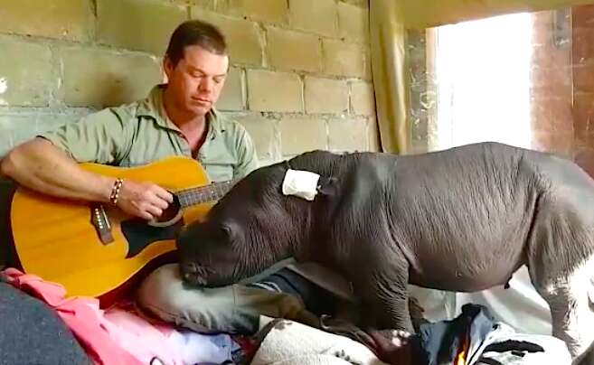 man plays guitar to rhino