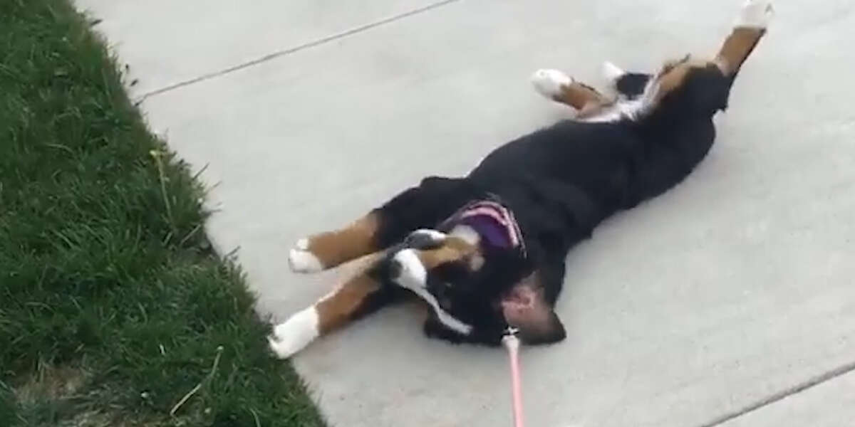 Dogs Who Refuse To Go Home Videos The Dodo