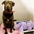 Shelter Dog 'Investigated' For Suspected Attack On Stuffed Hippo