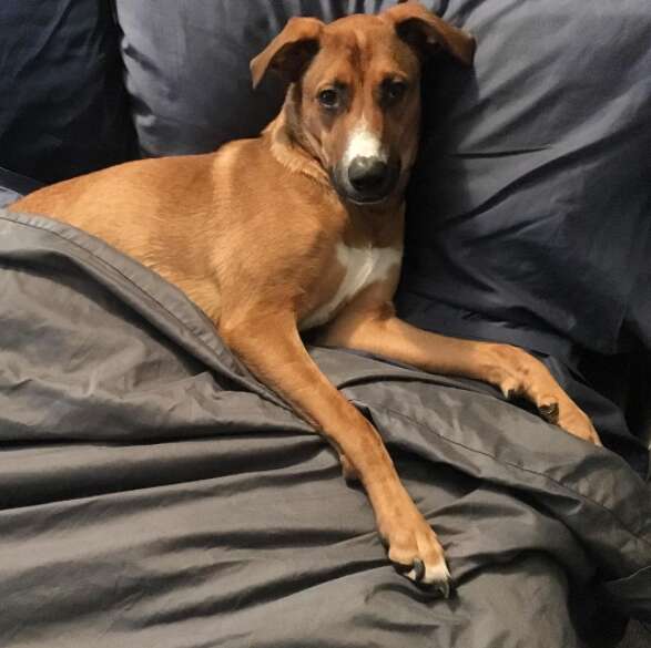 anxious dog too scared to go outside