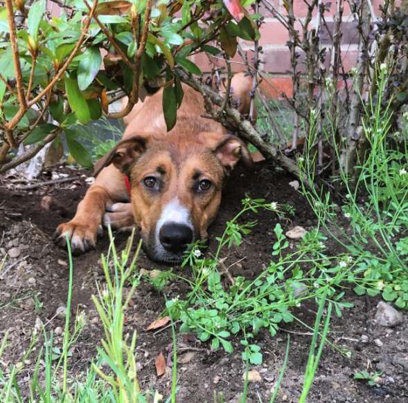 anxious dog scared to go outside