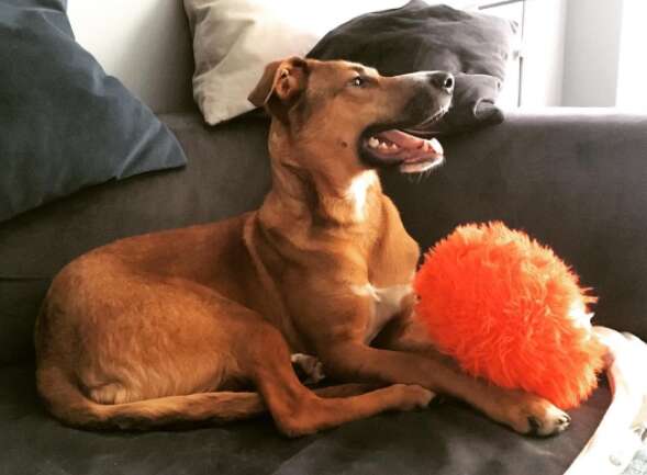 anxious dog scared to go outside