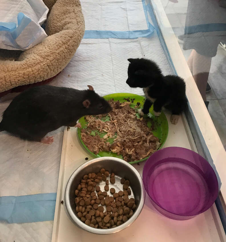 Do rats eat baby kittens online