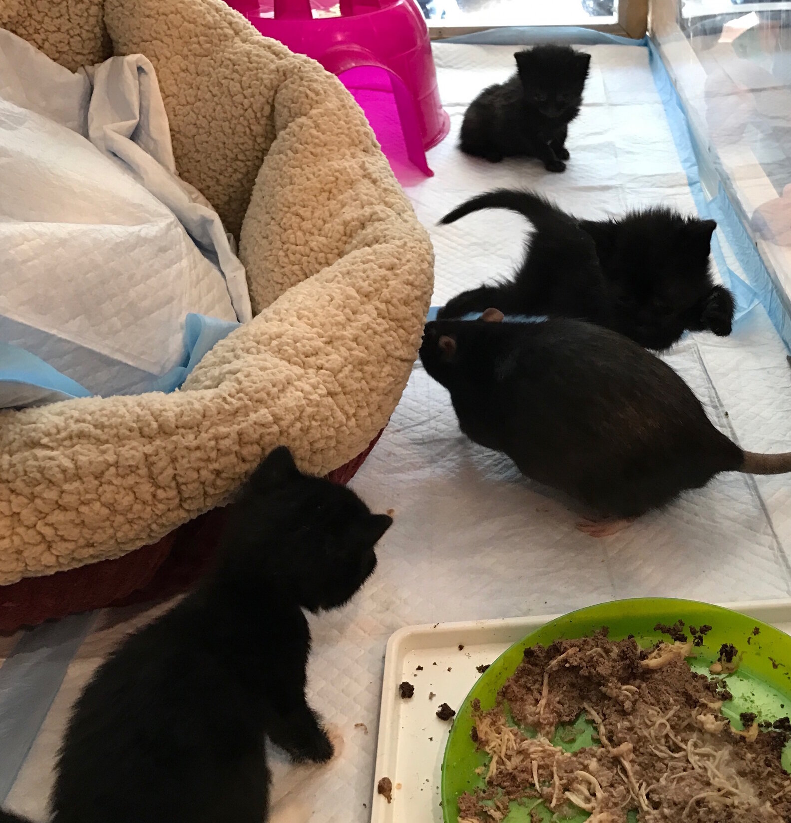 These Kittens And Rats Are Best Friends The Dodo