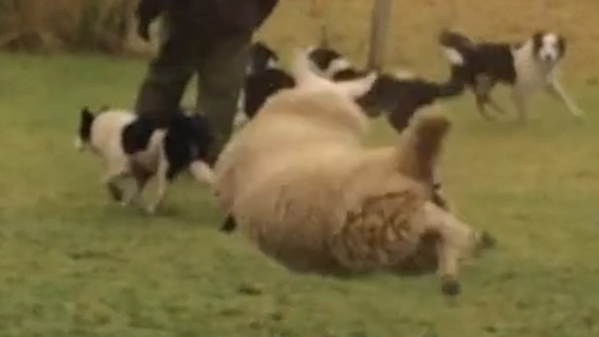 Sheep playing with store dogs