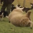 Sheep Plays With Her Dogs 