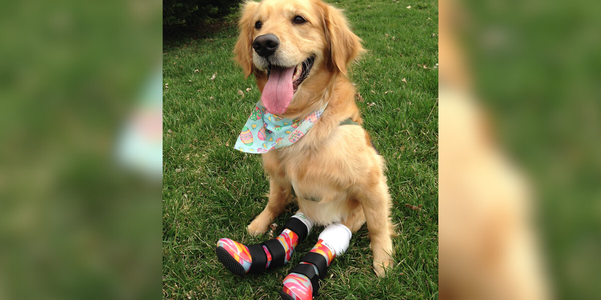 Paralyzed Dog Gets Boots To Help Her Run - Videos - The Dodo