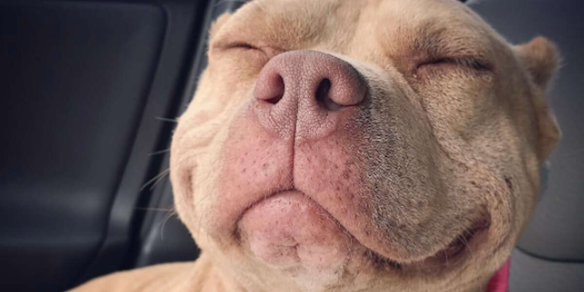 This Pit Bull Has The World's Best Smile - Videos - The Dodo