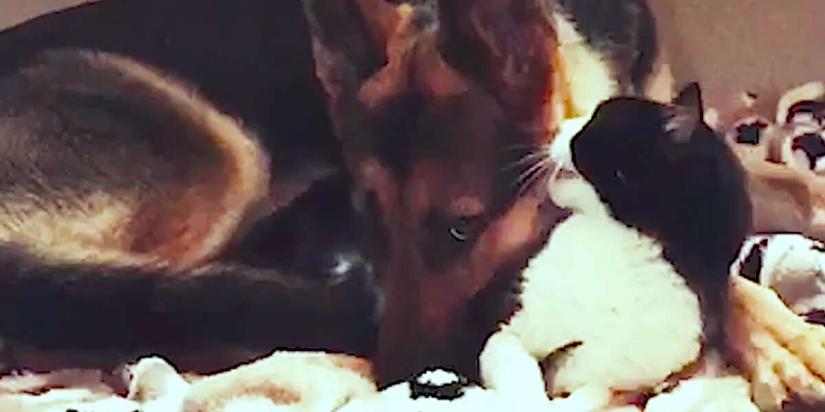 Cat Puts His Dog To Bed Videos The Dodo