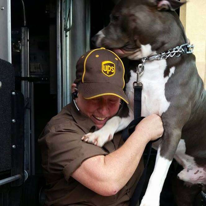 Pit bull dog greeting UPS driver