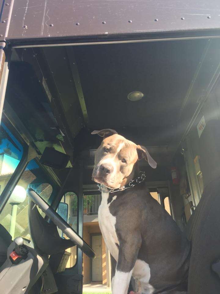 Pig bull dog in UPS truck