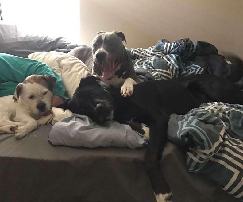 Three dogs on bed