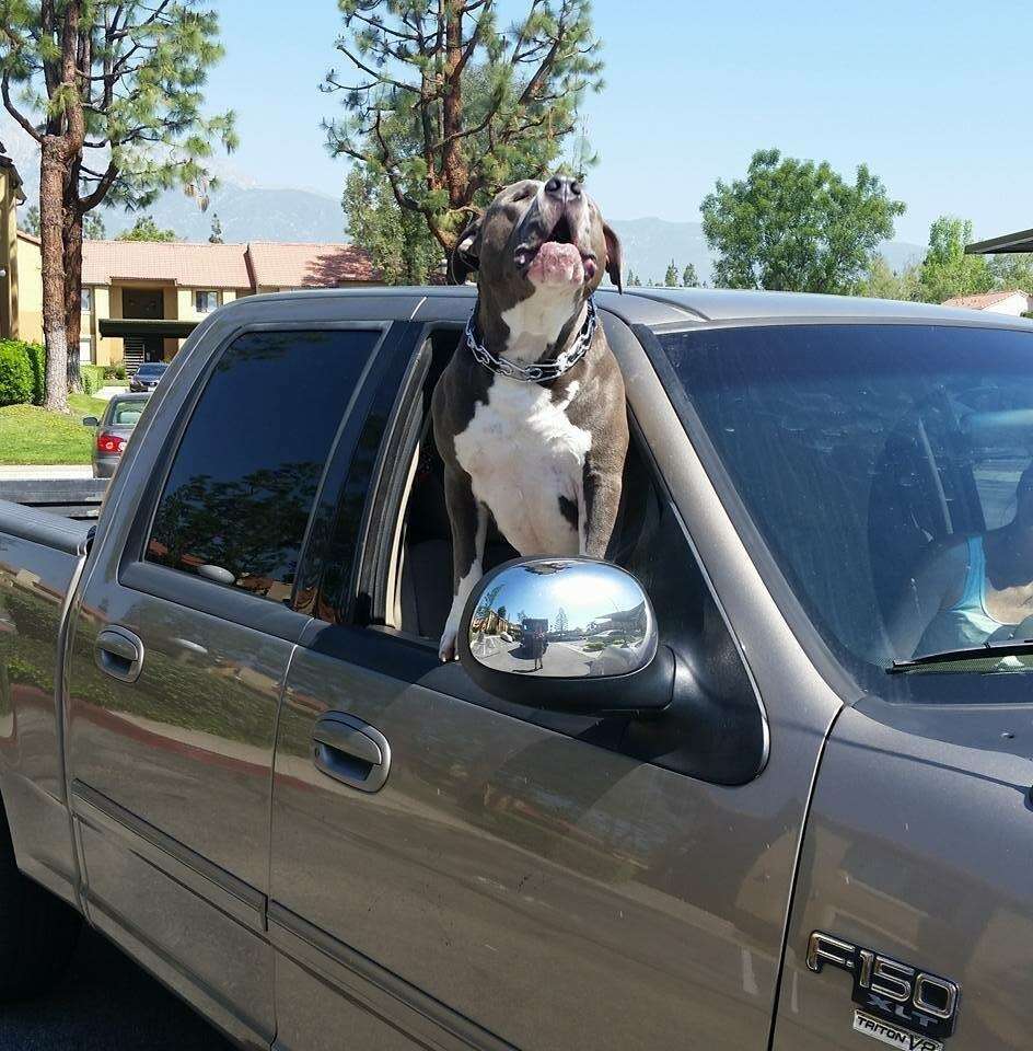 Pit bull dog getting a ride in a truck
