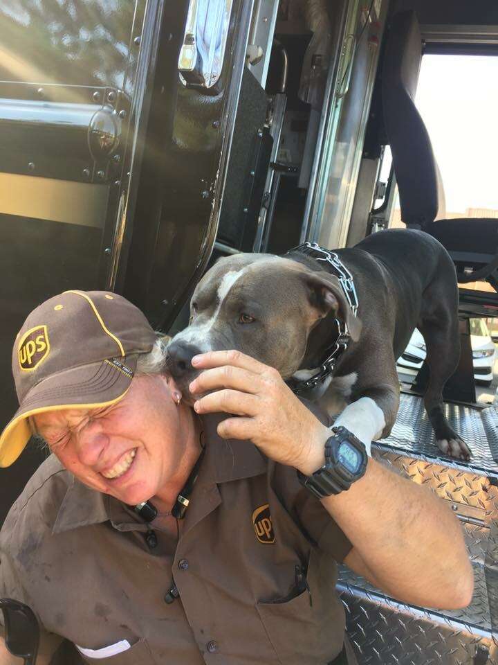 UPS driver with pit bull dog