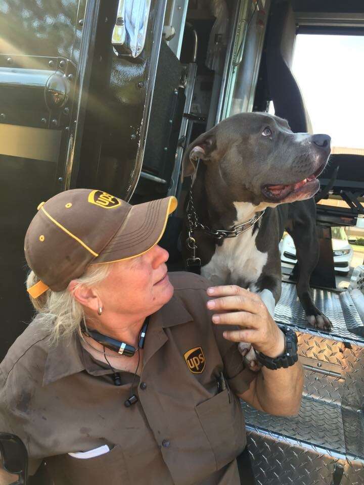 Dog greeting UPS driver