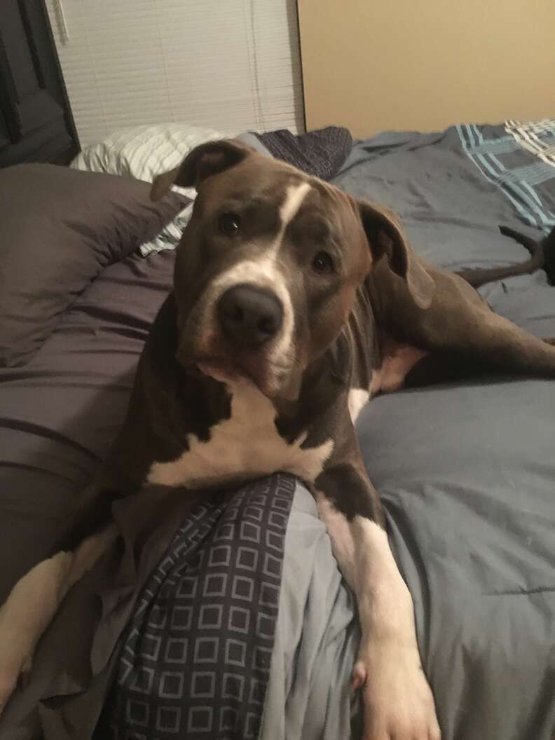 Pit bull dog on bed