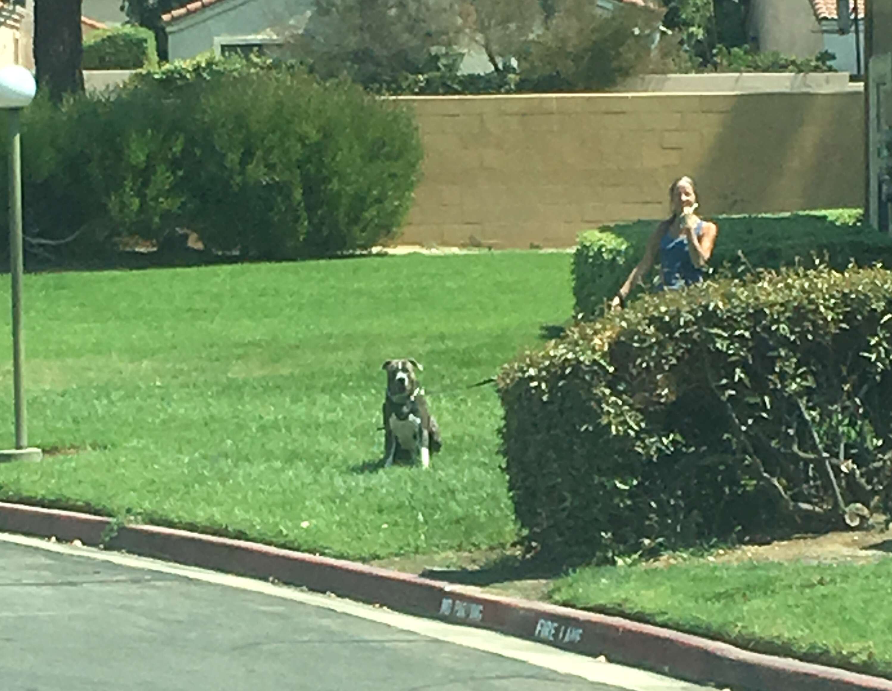 Woman walking pit bull