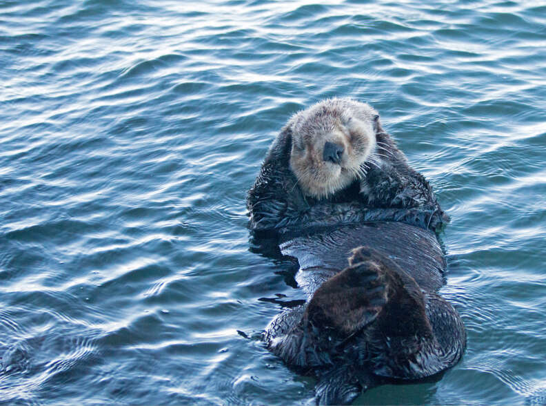 Sea Otter Habitat Threatened By Offshore Drilling - The Dodo