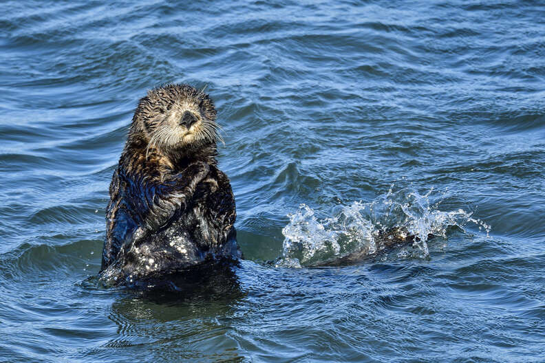 Sea Otter Habitat Threatened By Offshore Drilling - The Dodo