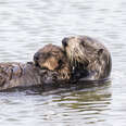 California sea otter and pup