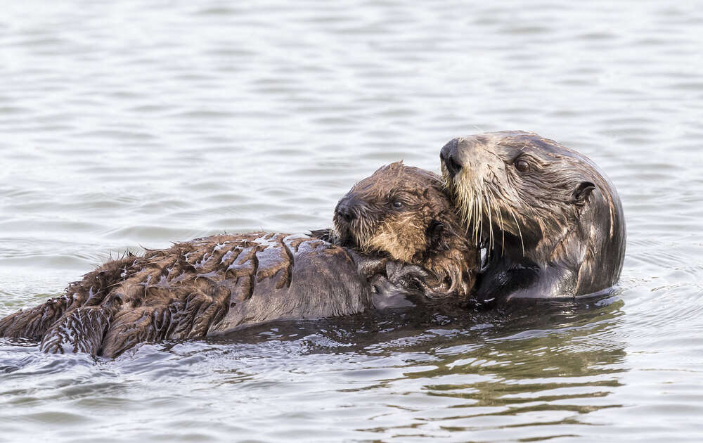 Sea Otter Habitat Threatened By Offshore Drilling The Dodo