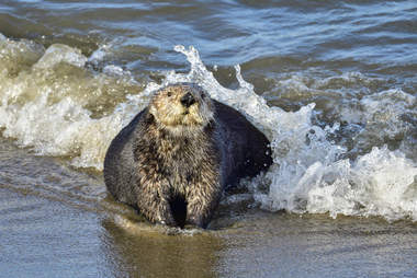 California sea otter