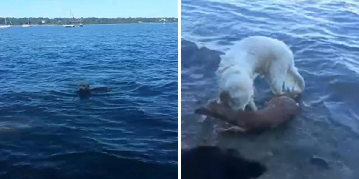 Dog Sees Baby Deer Drowning And Jumps In To Save Her Life The Dodo