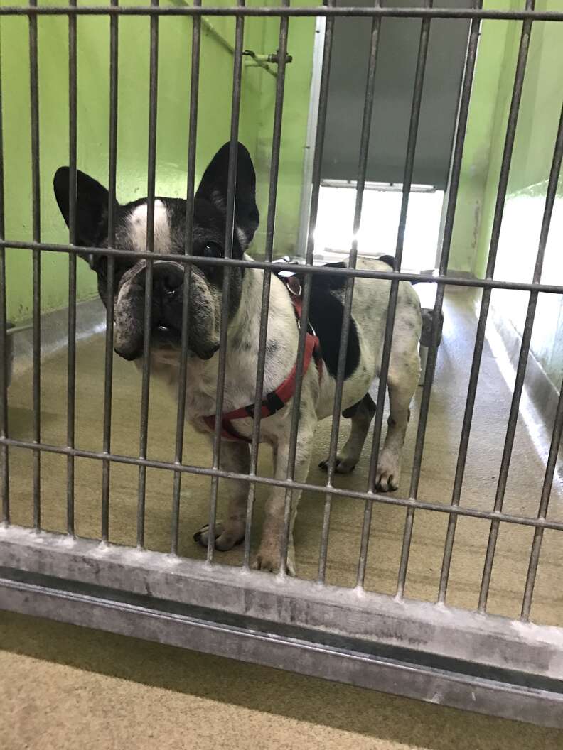 Blind And Deaf Rescue Dog Gets His Very Own Stroller - The Dodo