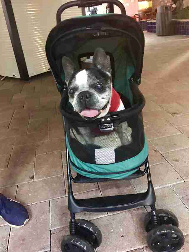 blind deaf dog gets stroller