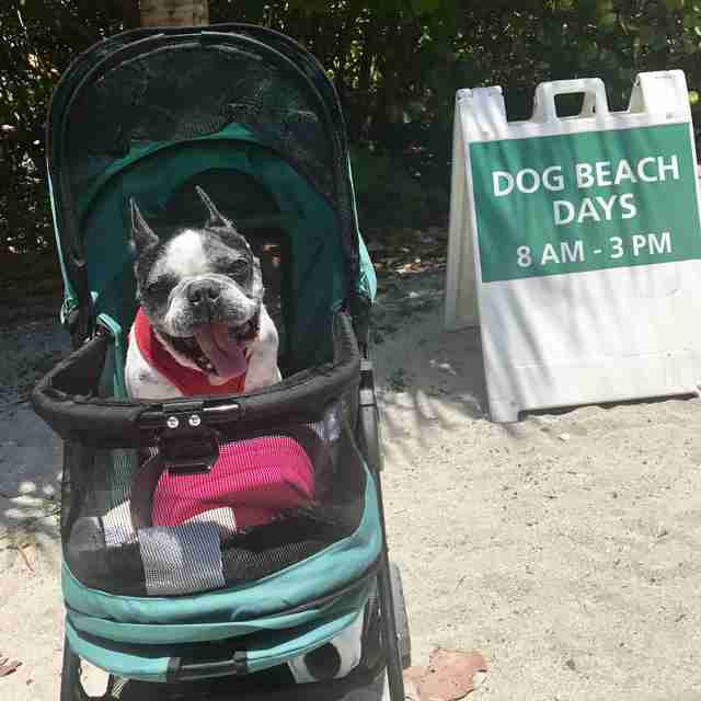 blind deaf dog gets stroller