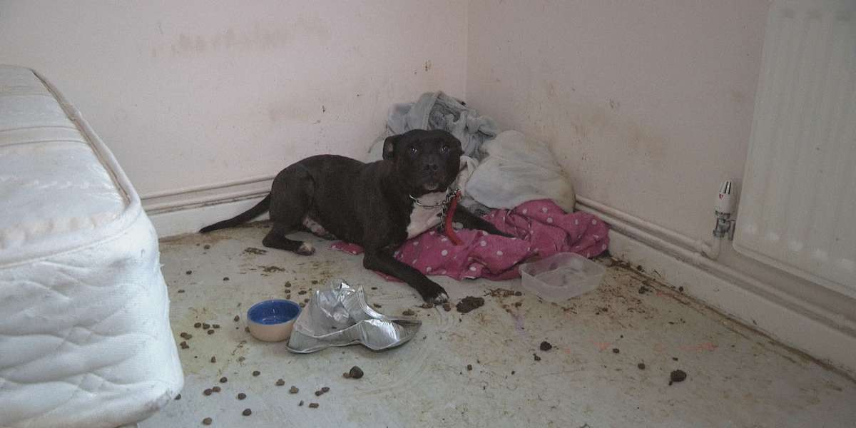 Dog Tied Up In Abandoned House Cried Out For Help - The Dodo