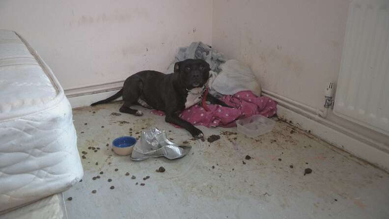 dog tied up in abandoned house