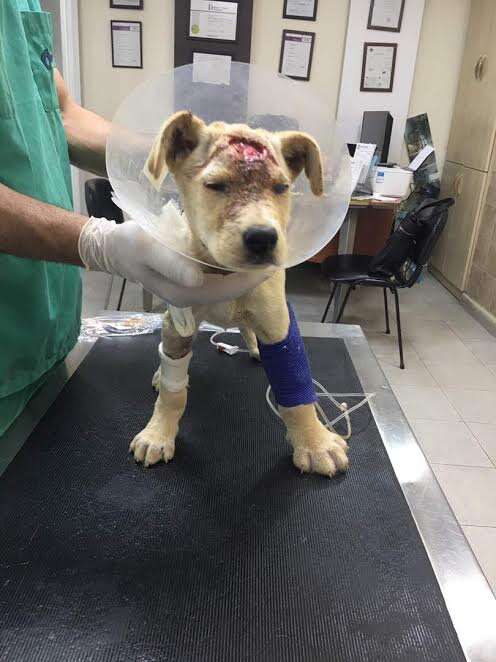 Sick, injured puppy at vet clinic
