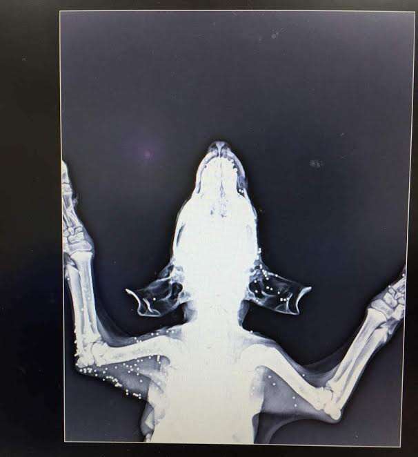 X-ray of shot dog