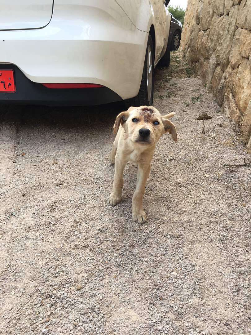 Stray puppy on road