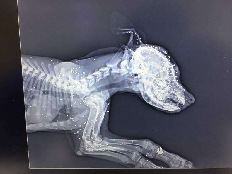 X-ray of dog shot in head