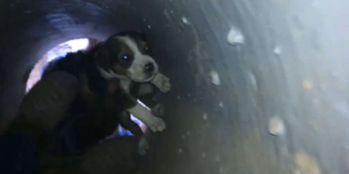 Puppies Stuck In Drain Get Help From Kindest People - Videos - The Dodo