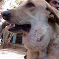 Street Dog With Bad Infection Was So Happy To See Rescuers