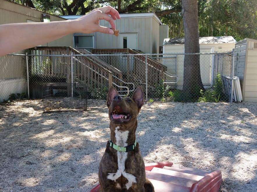 Shelter dog playing in yard
