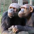 Rescued chimps wait for friends before starting dinner