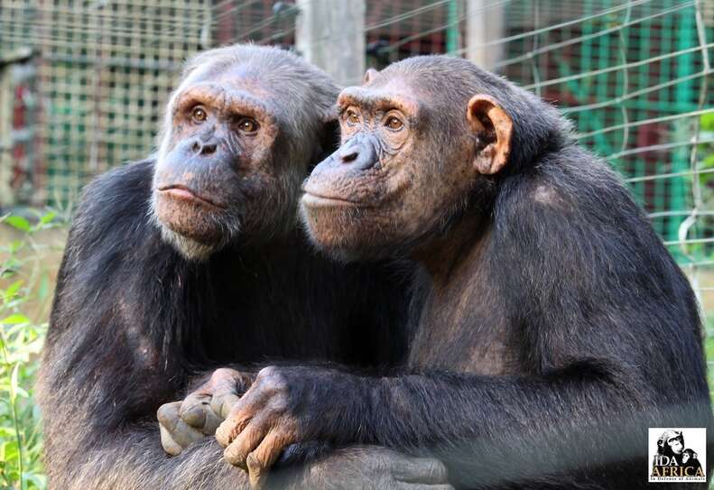 Rescued chimps wait for friends
