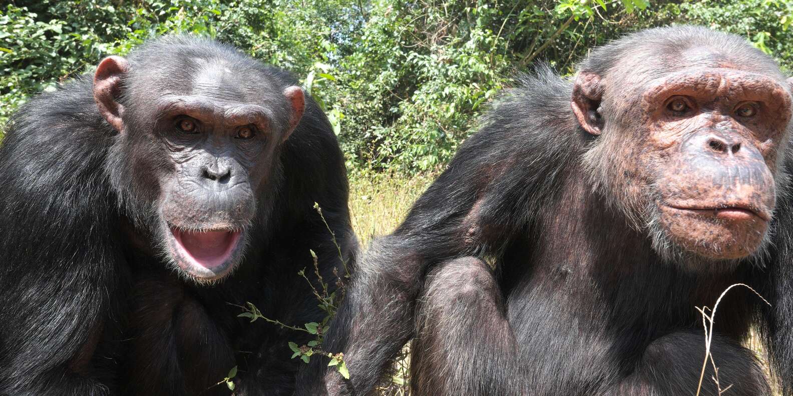 Bonded Chimps At Sanctuary Wait Until They're Together To Eat - The Dodo