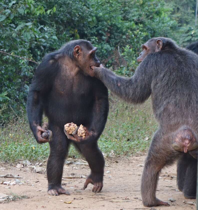 Rescued chimps eating